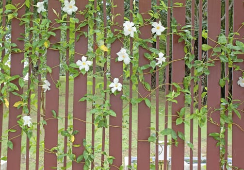 Flowers white fence.