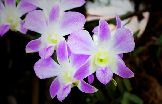 Pink orchid blossom in the garden of flowers.