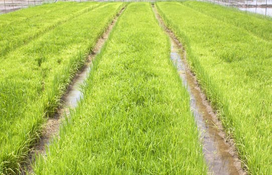 Rice seedlings Thailand rice farmers rice planting season