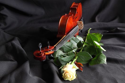 Violin with a white rose on a black background