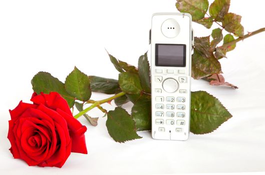 red roses with telephone isolated on white