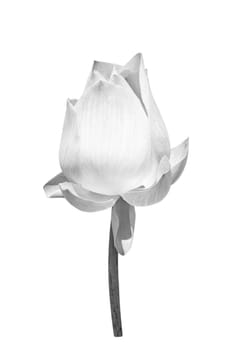 Beautiful  lotus black (Single lotus flower isolated on white background) black