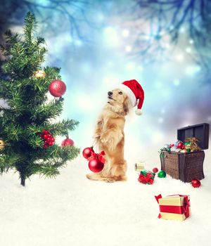 Dachshund dog decorating Christmas tree with treasure box on the snow