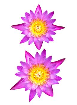 Blooming lotus flower isolated on white background.