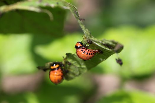 Colorado potato beetle on potato