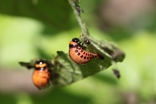 Colorado potato beetle on potato