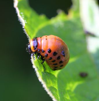 Colorado potato beetle on potato