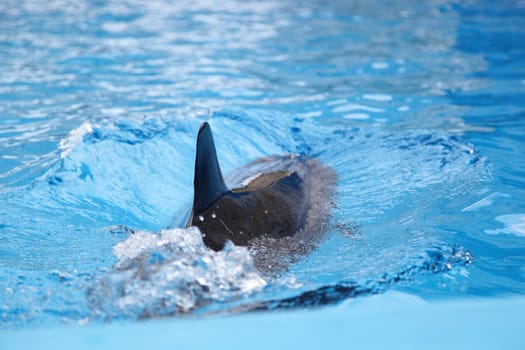 Dolphin in the clear water