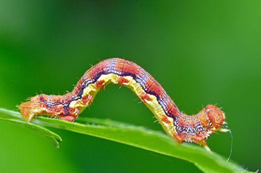 colorful caterpillar on natural background