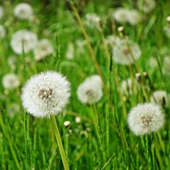 some blowballs on a green meadow