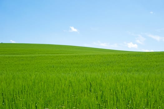 green field and blue sky