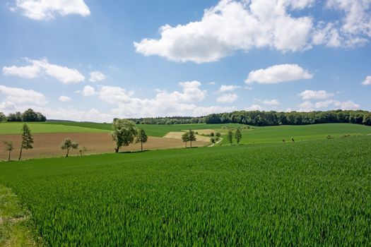 Landscape with fields and trees on a sunny day in Kraichgau, the german toscana