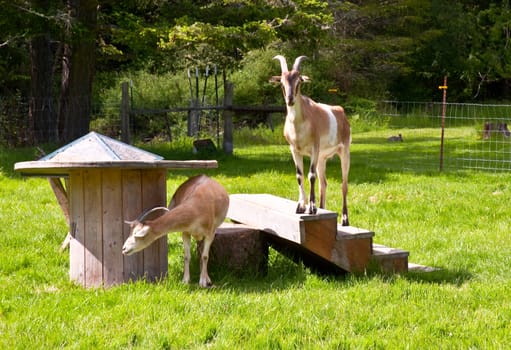 Goats on a farm