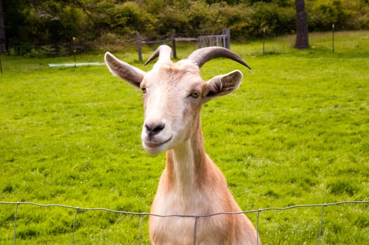 Goat on a farm