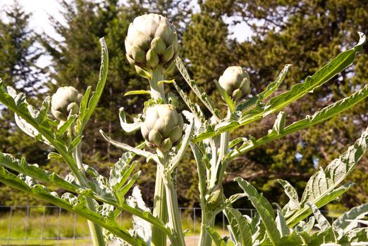 Artichoke plant