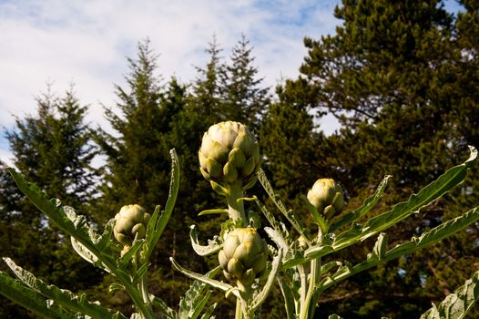 Artichoke plant