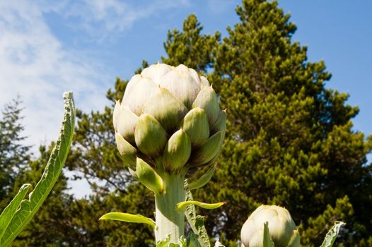 Artichoke plant