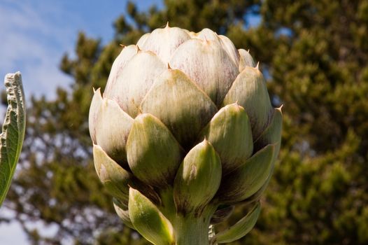 Artichoke plant