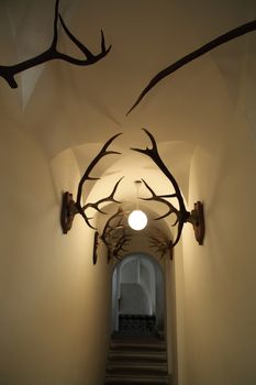 wall with deer antlers