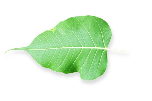 One green leaf isolated on white background.