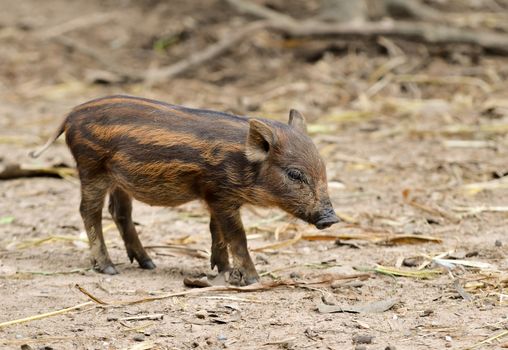 baby wild boar in nature