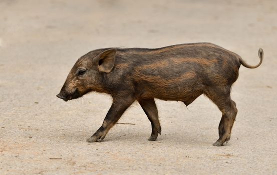 baby wild boar in nature