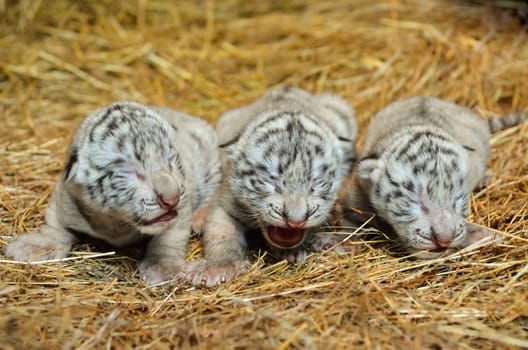 one week white bengal tiger cub