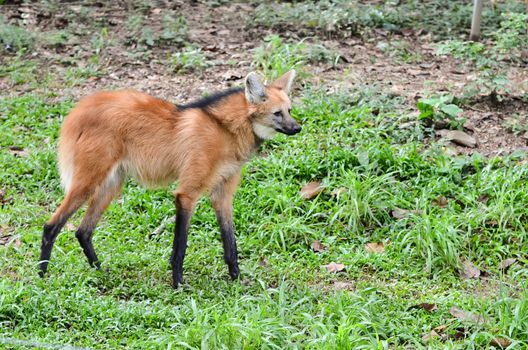 maned wolf stand on grass
