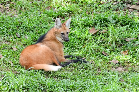 maned wolf lay down on grass
