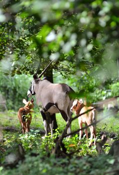 oryx with baby in nature