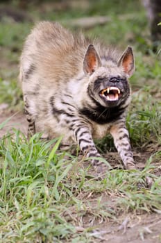 striped hyena, the african wildlife