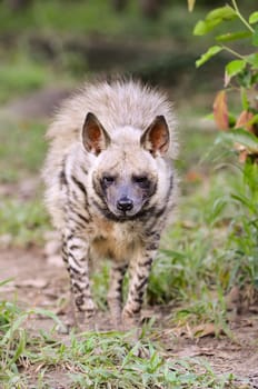 striped hyena, the african wildlife