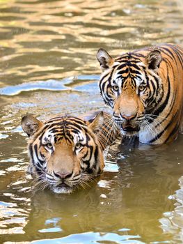 bengal tiger lay down in the river