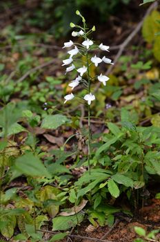 herbenaria lindleyana, wild orchid in thailand