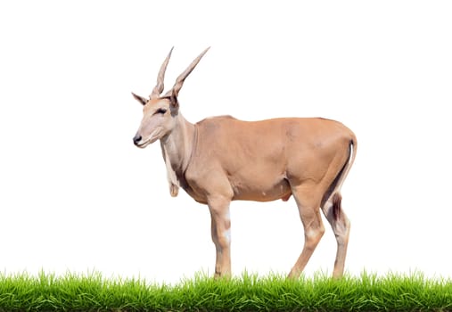 eland with green grass isolated on white background