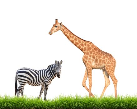 zebra  giraffe with green grass isolated on white background