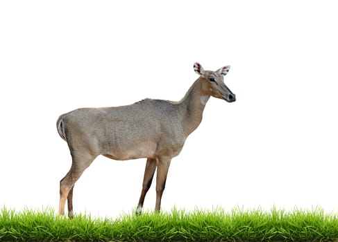 nilgai with green grass isolated on white background