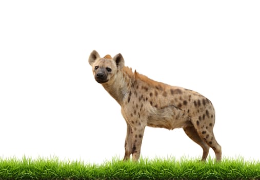 spotted hyena with green grass isolated on white background