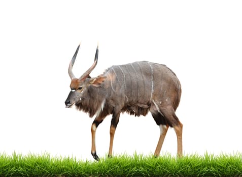 nyala with green grass isolated on white background