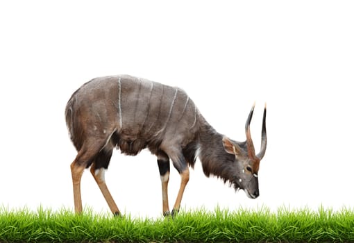 nyala with green grass isolated on white background