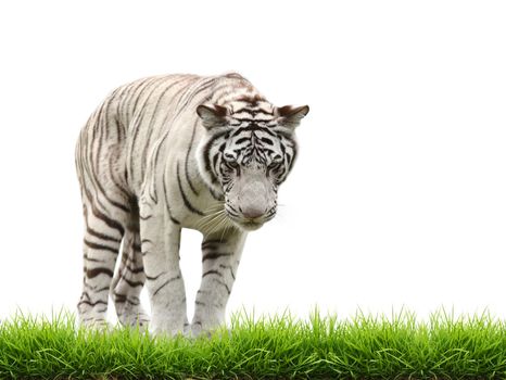 white bangal tiger with green grass isolated on white background