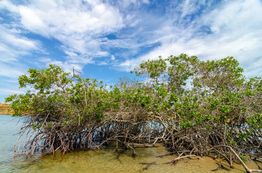 Mangrove tree and roots in La Guajira, Colombia