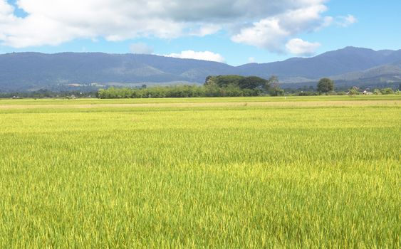 Paddy field of yellow rice harvest season.