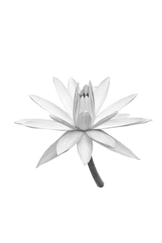 Beautiful  lotus black (Single lotus flower isolated on white background) black