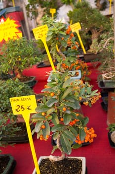 Assorted bonsais for sale  on a market stall