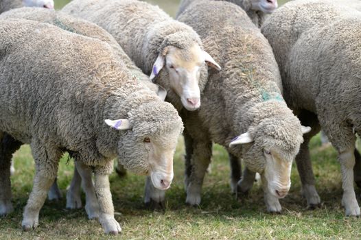 A close up shot of aAustralian sheep