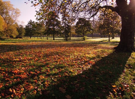 A colorful Autumn landscape.