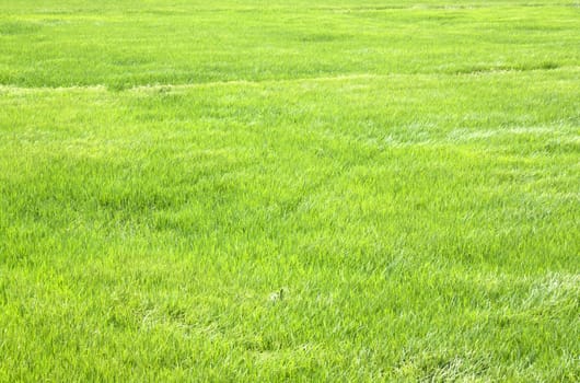 Rice seedlings in the Rice fields green.