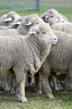 A close up shot of aAustralian sheep