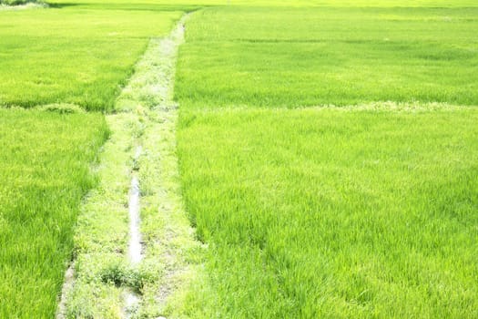 Rice seedlings in the Rice fields green.